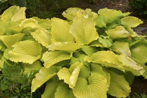 Coast to Coast, Hosta